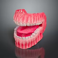 Dental Oral Structure Model With White Teeth Pink Gums And Red Tongue