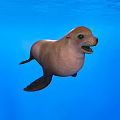 Brown Sea Lion Gliding Gracefully In Blue Ocean Water Natural Habitat