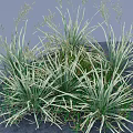 Lush Green And White Striped Grass With Slender Leaves In Natural Growth 3D Rendered View