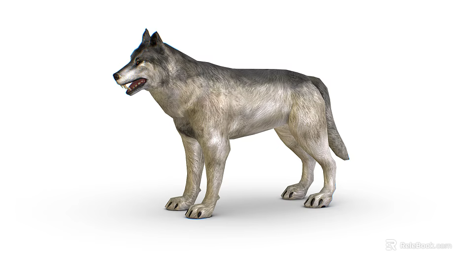 Realistic 3D Wolf Model With Gray And White Fur In Standing Posture On White Background 3d model 