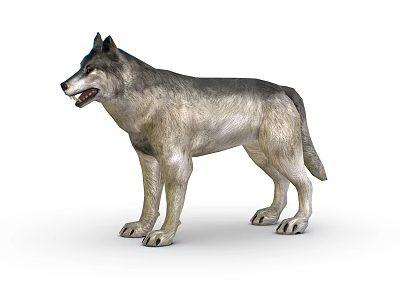 Realistic 3D Wolf Model With Gray And White Fur In Standing Posture On White Background 3d model