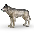 Realistic 3D Wolf Model With Gray And White Fur In Standing Posture On White Background