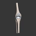 Detailed 3D Rendered Human Knee Joint Organ Anatomical Structure Model