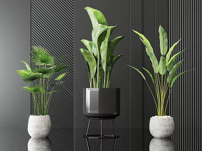 Stylish Potted Green Plants With Diverse Leaves In Modern White Pots And Black Stand 3d model