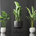 Stylish Potted Green Plants With Diverse Leaves In Modern White Pots And Black Stand