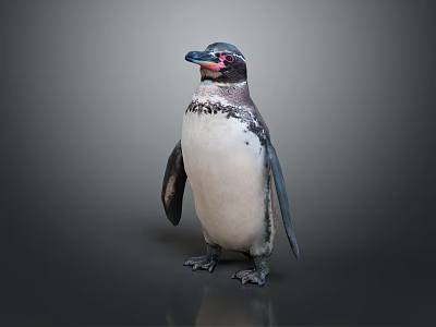 Standing Penguin With Black And White Feathers Red Facial Markings Against Gray Background 3d model