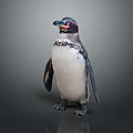 Standing Penguin With Black And White Feathers Red Facial Markings Against Gray Background