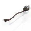 Exotic Plant With Long Curved Stem Fibrous Root System And Ornamental Details