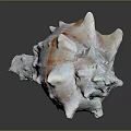Spiky Conch Shell With Pink Orange Hues On Dark Reflective Background