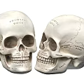 Human Skull Anatomical Model With Labeled Frontal Parietal And Mandible Bones