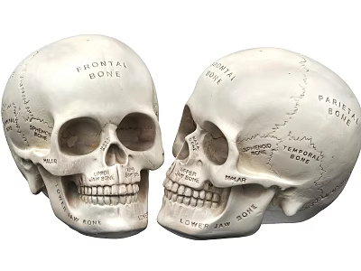Human Skull Anatomical Model With Labeled Frontal Parietal And Mandible Bones 3d model