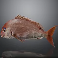 Red Fish With Shiny Scales And Fins On Dark Reflective Background