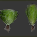 Two Fresh Crisp Green Lettuce Heads With Roots On Dark Surface