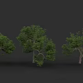 Three Trees With Green Leaves And Brown Trunks On Black Background 3d model