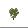 Tall Sturdy Tree With Lush Green Leaves Thick Trunk And Human Figure For Scale