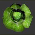 Healthy Green Lettuce With Fresh Plump Leaves And Vibrant Color On Dark Background