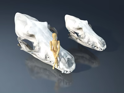 Stylish Pet Cabinet Featuring Two White Animal Skulls And Small Wooden Model 3d model