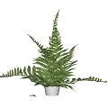 Lush Green Potted Fern Plant With White Pot For Indoor Decoration
