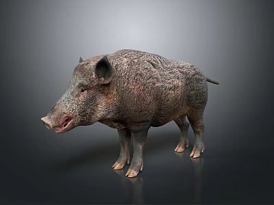 Realistic 3D Wild Boar Model With Rough Fur And Open Mouth 3d model