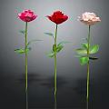 Three Pink Red and Light Pink Roses with Green Stems And Leaves on Dark Background
