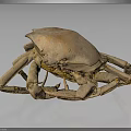 Brown Crab with Large Shell and Multiple Legs on Dark Background Showing Reflection 3d model