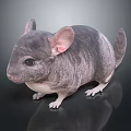 Gray Chinchilla with Large Ears and White Paws on Black Glossy Surface with Reflection