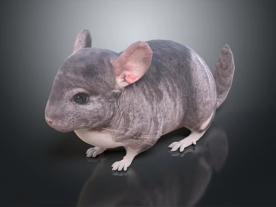 Gray Chinchilla with Large Ears and White Paws on Black Glossy Surface with Reflection 3d model