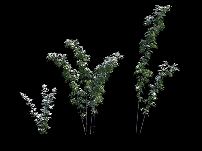 Various Green Bamboo Stalks In Different Heights On Black Background 3d model