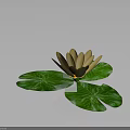 Beautiful Yellow Water Lily Plant with Three Green Lotus Leaves on Gray Background