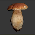 Fresh Red Cap Mushroom with Light Colored Stem on Dark Background 3d model