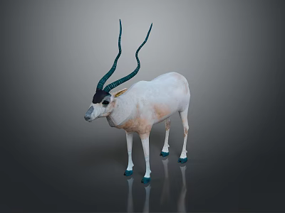 Oryx With White Body Black Head And Long Turquoise Horns On Gray Background 3d model