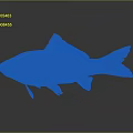 Catfish Carp Sturgeon Bass Freshwater Fish Various Carp Grass Carp Crucian Carp 3d model