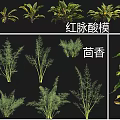 Various Cultivated Crops Including Chinese Chives Thyme Red veined Sorrel Fennel and Patchouli