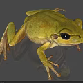 Green Reptile With Large Black Eyes And Textured Skin On Gray Background