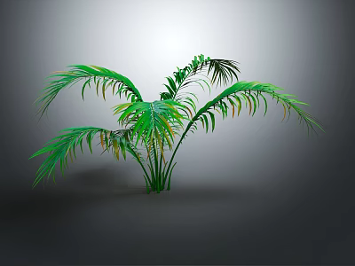 Green Palm Plant with Long Green Leaves on Gray Background and Smooth Surface with Shadow 3d model