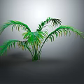 Green Palm Plant with Long Green Leaves on Gray Background and Smooth Surface with Shadow