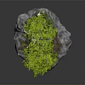 Small Green Bonsai Plant With Tree Like Foliage Growing On Gray Stone Base