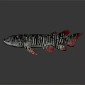 Showcased Aquatic Freshwater Fish With Black Stripes Red Fins And Elongated Body