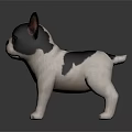 Adorable Black And White French Bulldog Puppy Standing On Shiny Surface