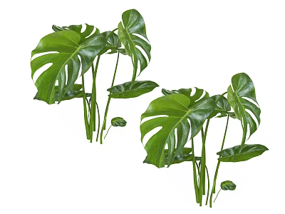 Lush Green Monstera Plants with Large Split Leaves for Indoor Decoration 3d model