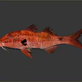 Vibrant Red Fish With Bright Scales Fins And Tail In Gray Background Reflection