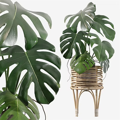 Large Leaf Potted Plant in Rattan Basket on Wicker Stand for Indoor Decor 3d model