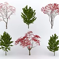 Diverse Arbor Varieties with Green Red and Pink Foliage for Landscaping