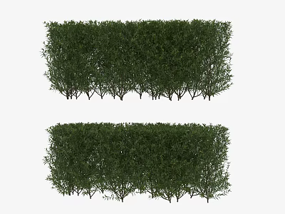 Lush Green Well Trimmed Bushes Arranged In Two Neat Rows 3d model