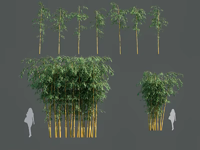 Different Bamboo Plants With Various Heights And Clumping Growth Patterns 3d model