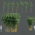 Different Bamboo Plants With Various Heights And Clumping Growth Patterns 3d model