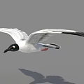 Black and White Seagull Flying with Outstretched Wings Against Gray Sky
