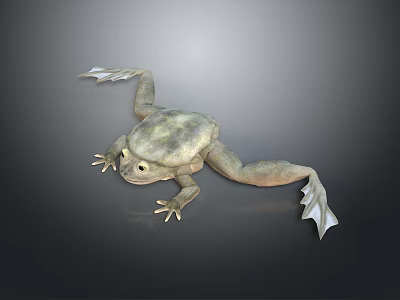 Realistic 3D Rendered Reptile With Gray Body Webbed Feet and Tail Against Gradient Gray Background 3d model
