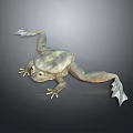 Frog Frog Frog Poison Frog Game Frog Reptile Cold Blooded Animal Reptile Reptile 3d model