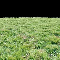 Lush Green Meadow With Diverse Grasses And Herbs Under Clear Sky And Horizon